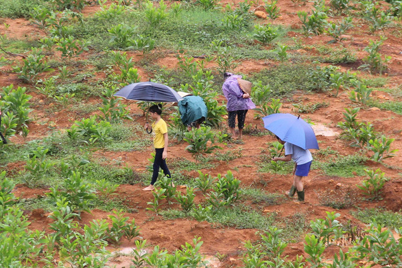 People of all ages wearing a raincoat or holding an umbrella are hunting for rubies. Photo: Nghi Xuan/ Tuoi Tre