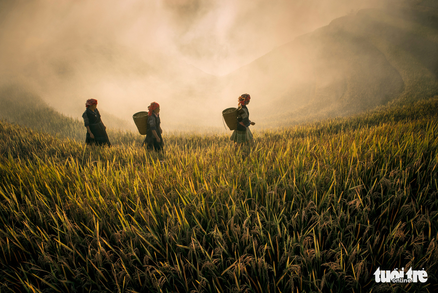 Women harvest paddy in northwest Vietnam. Photo: Dao Tien Dat