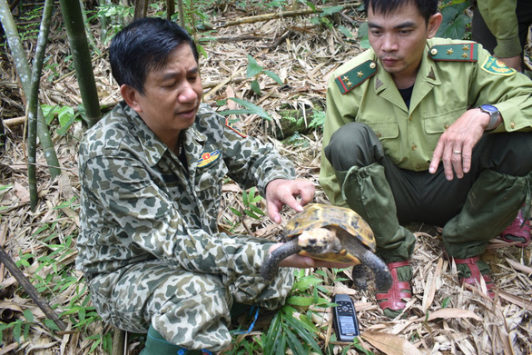 Forest rangers discover an impressed tortoise at Pu Hu Nature Reserve in Thanh Hoa Province, north-central Vietnam. Photo: Supplied