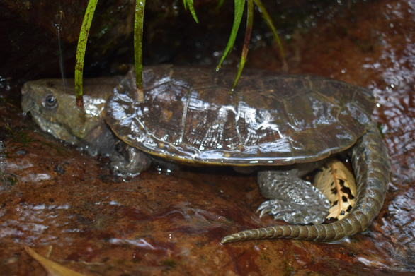 This supplied photo shows a big-headed turtle at Pu Hu Nature Reserve in Thanh Hoa Province, north-central Vietnam.