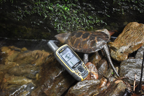 This supplied photo shows a big-headed turtle at Pu Hu Nature Reserve in Thanh Hoa Province, north-central Vietnam.