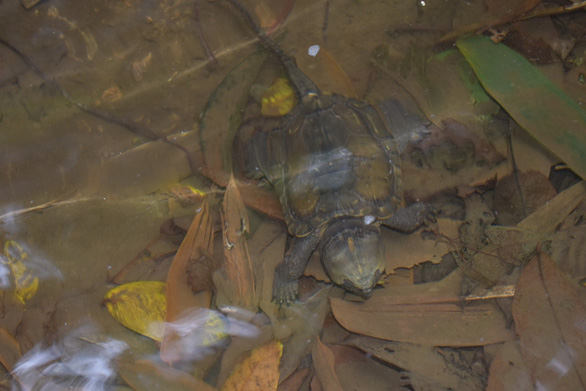 This supplied photo shows a big-headed turtle at Pu Hu Nature Reserve in Thanh Hoa Province, north-central Vietnam.