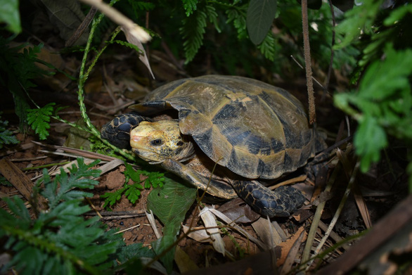 Rare turtles found in Vietnam's nature reserve | Tuoi Tre News