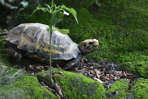 This supplied photo shows an impressed tortoise at Pu Hu Nature Reserve in Thanh Hoa Province, north-central Vietnam.