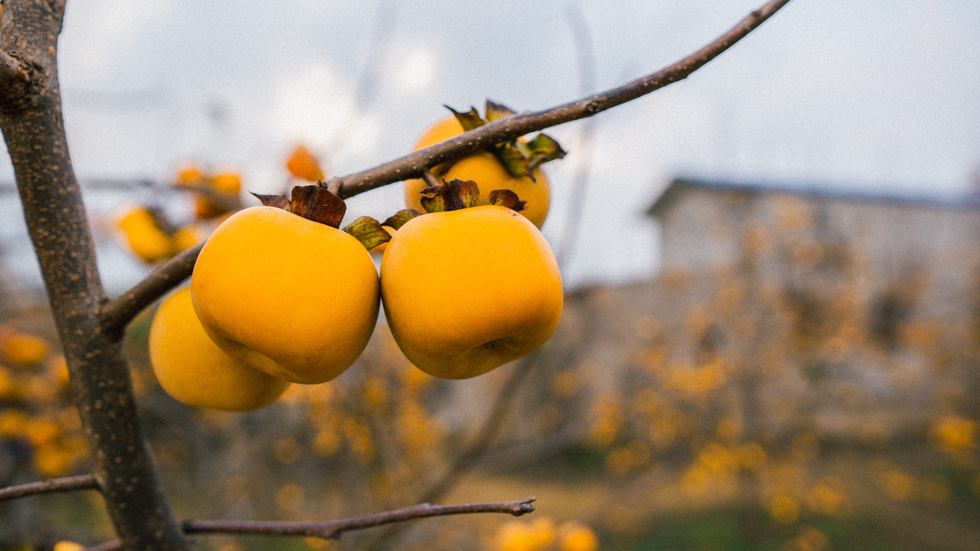 A cluster of Fuyu persimmons in Moc Chau Town, Son La District. Photo courtesy of Ngua Hoang