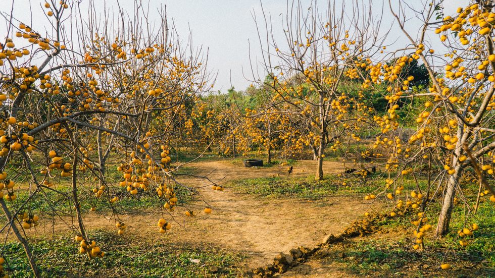 Persimmon trees in full bloom in an orchard in Moc Chau Town, Son La District. Photo courtesy of Quang Kien