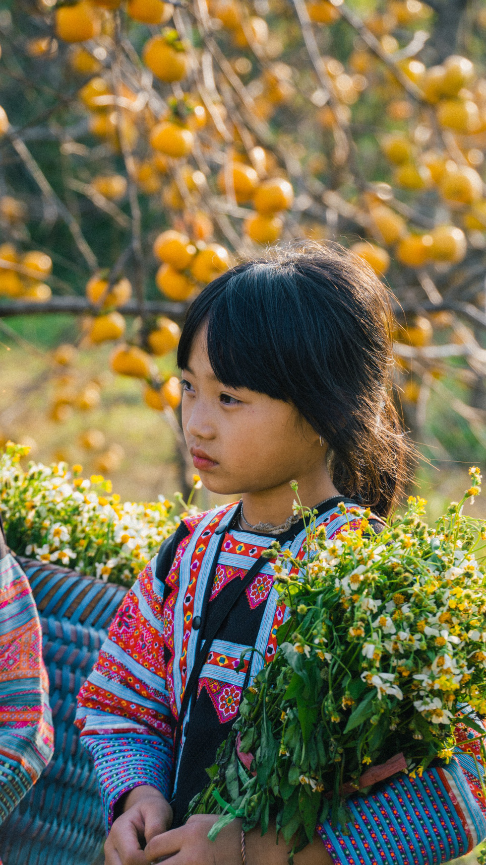 A Mong child in the persimmon orchard in Moc Chau Town, Son La District. Photo courtesy of Quang Kien