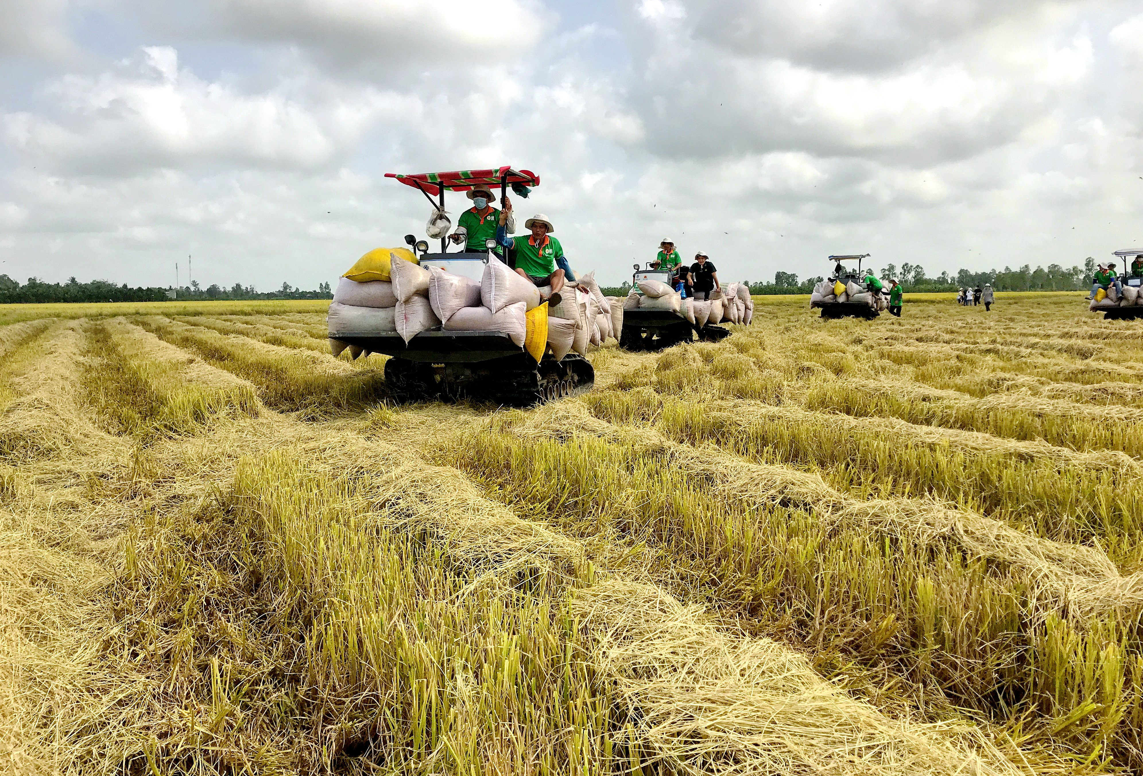 Vietnam Jan-Oct rice exports at  mln tonnes, up % y/y: statistics  office | Tuoi Tre News