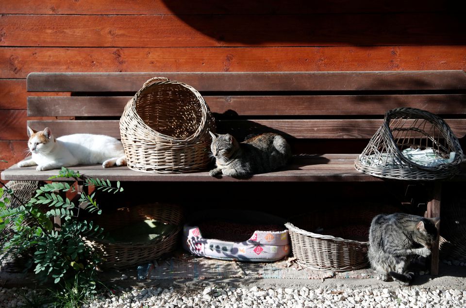 Cats rest at Noah's Ark Animal Shelter in Budapest, Hungary, November 2, 2022. Photo: Reuters