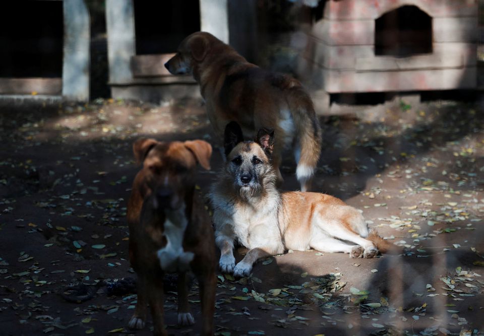 Dogs are seen at Noah's Ark Animal Shelter in Budapest, Hungary, November 2, 2022. Photo: Reuters