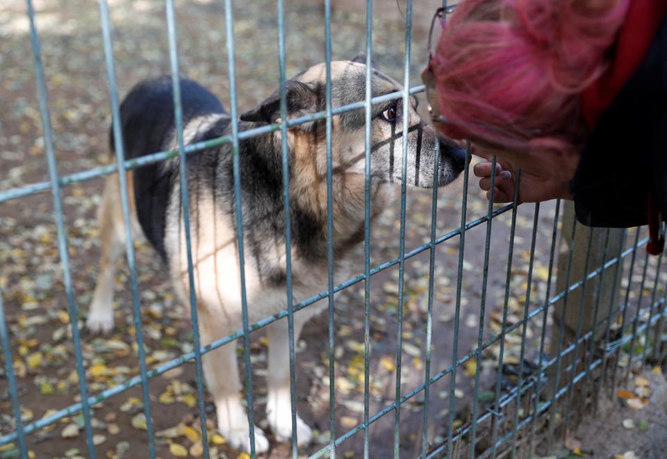 Kinga Schneider, spokesperson of Noah's Ark Animal Shelter, interacts with a dog at the shelter in Budapest, Hungary, November 2, 2022. Photo: Reuters