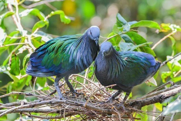 This image shows a couple of Nicobar pigeon making their simple nest. Photo: Vietnam News Agency