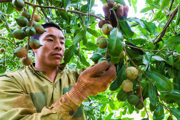 Farmers in Dak Lak Province have opportunities to enrich themselves thanks to macadamia. Photo: The The / Tuoi Tre