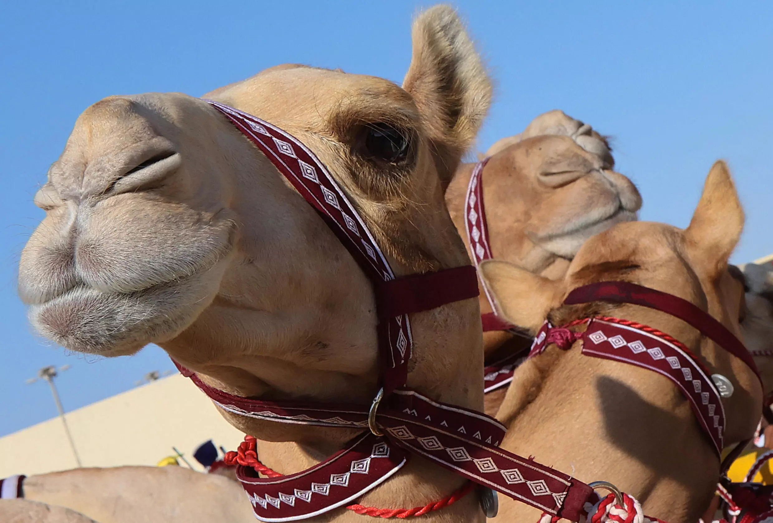 The camel race track in Al-Shahaniya is a far cry from the football fever that has taken over the tiny emirate ahead of the football World Cup. Photo: AFP