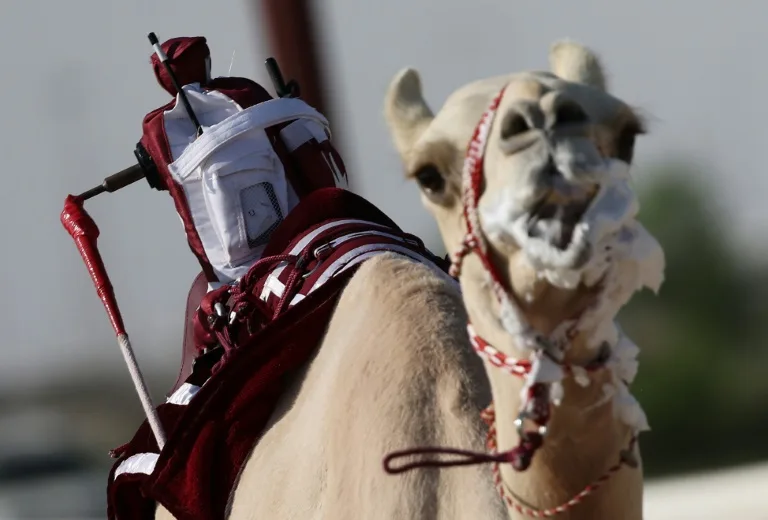 Qatar robo-jockey camel races hope to draw World Cup crowd