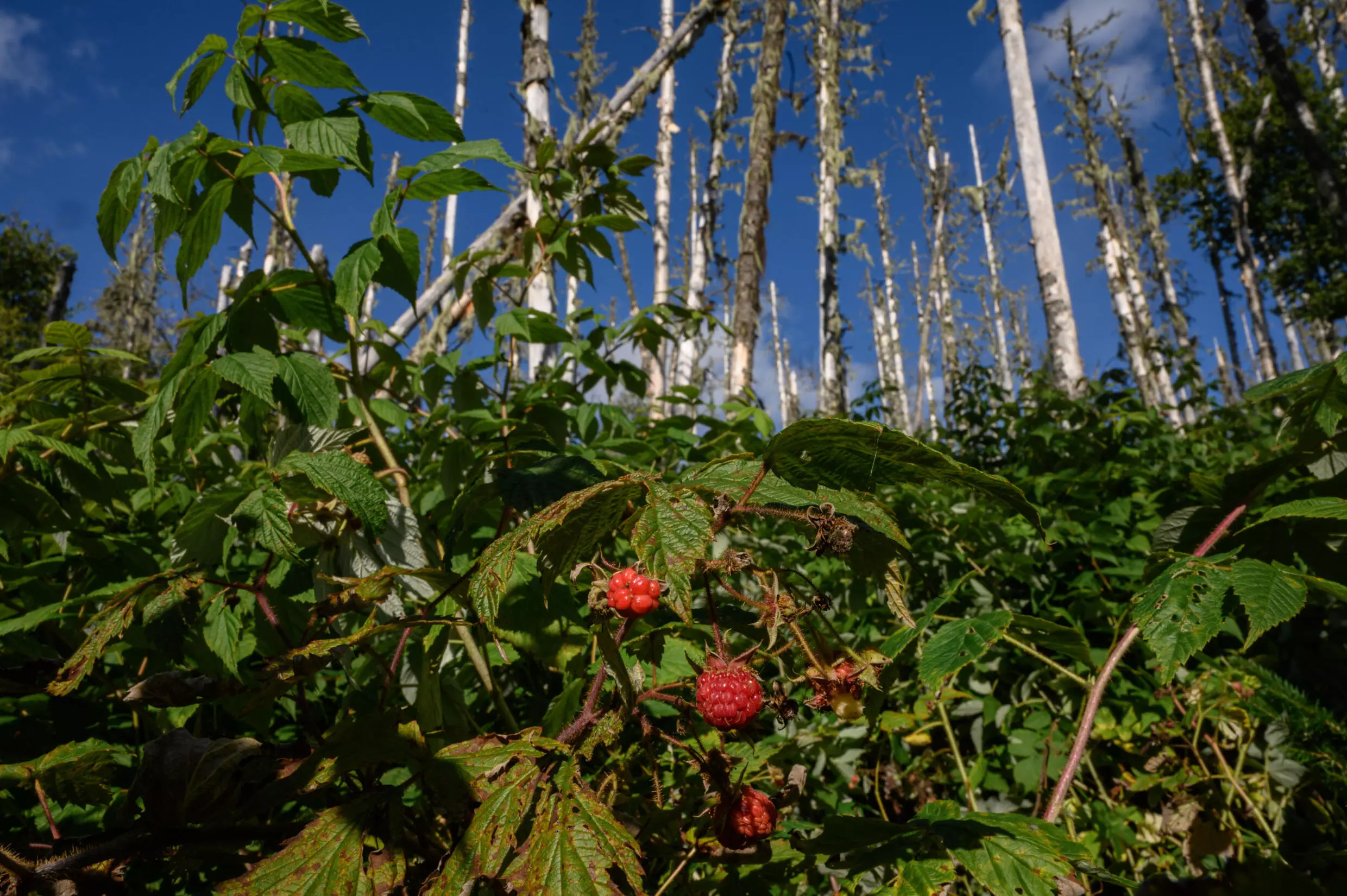 Raspberry bushes are seen before defoliated trees in an area of Canadian forest undergoing regeneration following a hemlock looper infestation. Photo: AFP