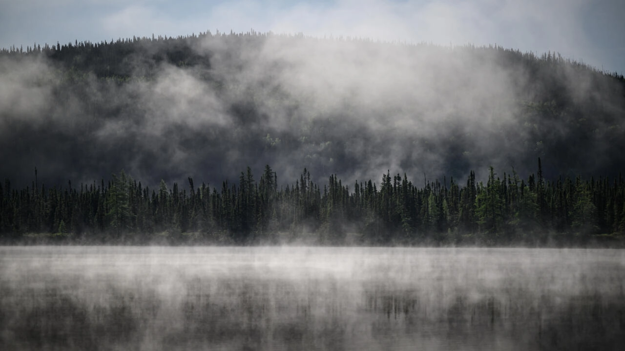 Subarctic boreal forest, vital for the planet, is at risk