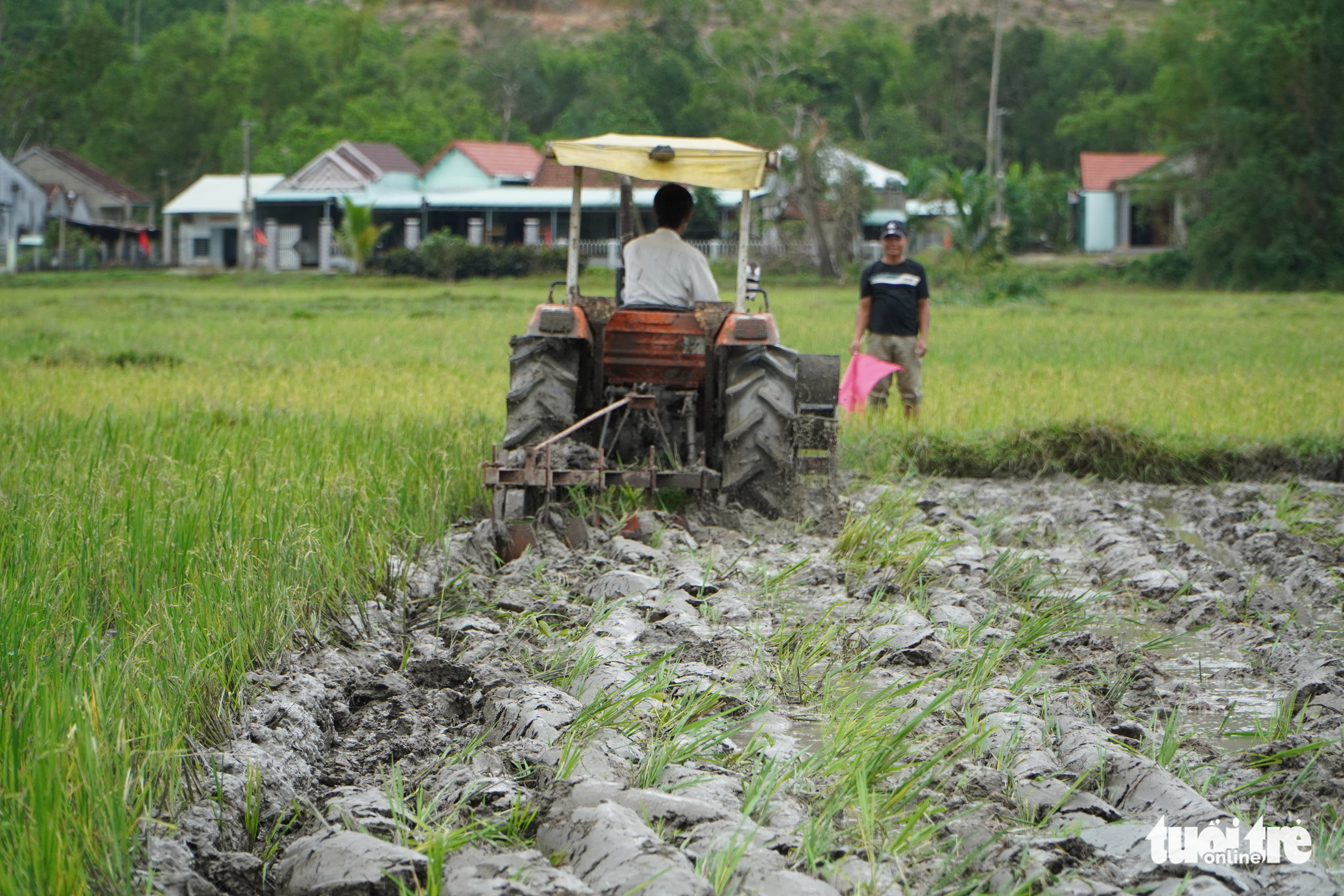 A farmer participates in a plowing competition in Quang Nam Province, Vietnam, November 14, 2022. Photo: Le Trung / Tuoi Tre