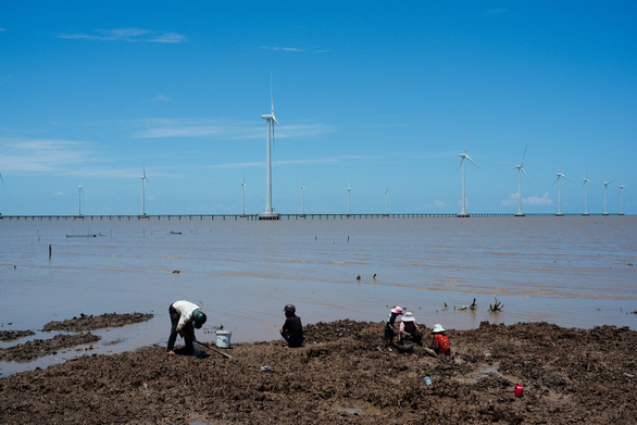 A file photo shows local residents catching mussels near  the Bac Lieu Wind Farm in Vinh Trach Dong Commune, Bac Lieu City, Bac Lieu Province, Vietnam. Photo: Tan Luc / Tuoi Tre