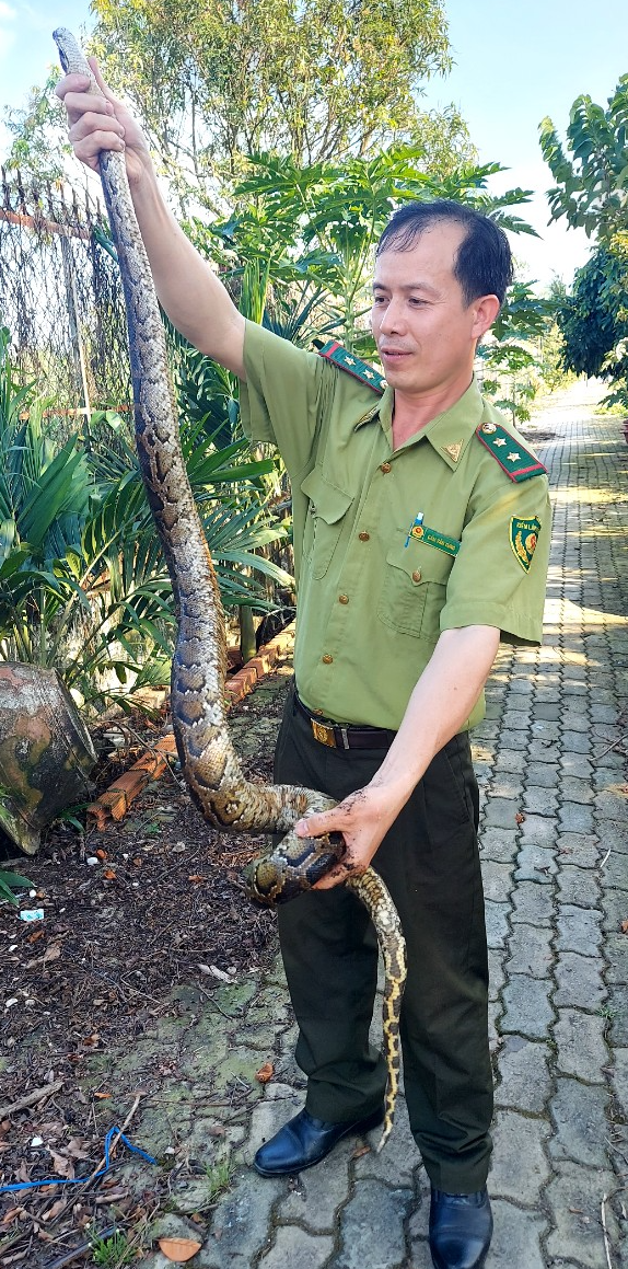 A supplied photo shows a forest ranger holding a python caught in the trunk of a motorbike parked in a factory in Binh Chanh District, Ho Chi Minh City.