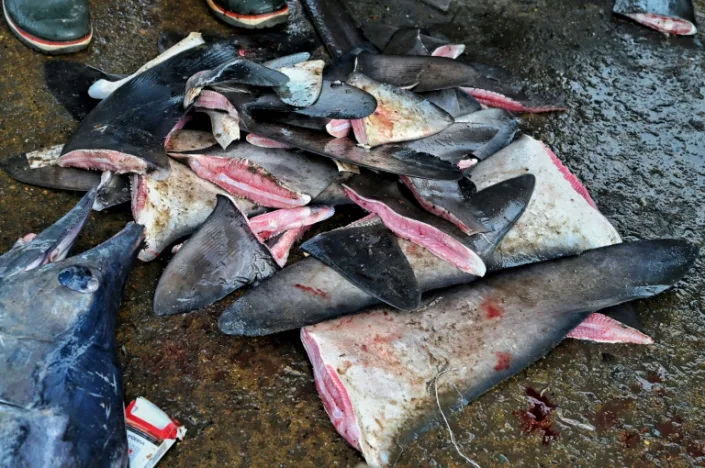 Shark fins -- which represent a market of some $500 million per year -- can sell for about $1,000 a kilogram in East Asia for use in shark fin soup, a delicacy. Photo: AFP