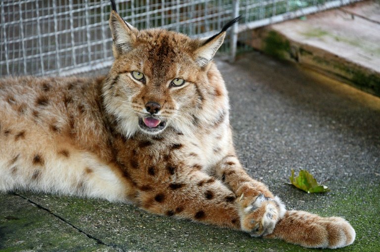 A picture taken on May 7, 2018 shows a Balkan lynx, classified as critically endangered, in a cage in a restaurant of the city of Shkodra, north of Albania. Photo: AFP