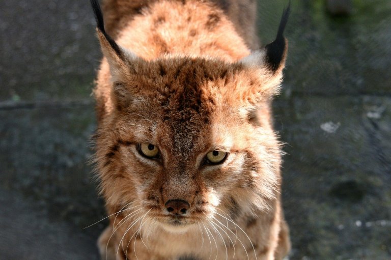 Battle to save ghostly Balkan lynx from extinction