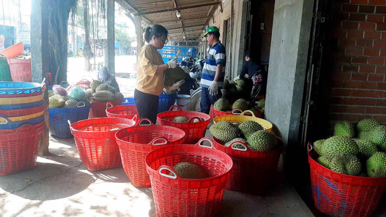 Prices of exported fruits double in Vietnam’s Mekong Delta