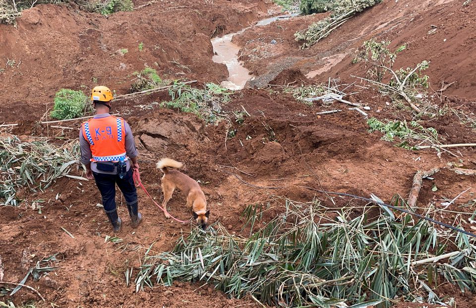A rescuer uses a sniffer dog to find victims as the rescue operation continues at an area affected by landslides following an earthquake in Cianjur, West Java province, Indonesia, November 24, 2022. Photo: Reuters