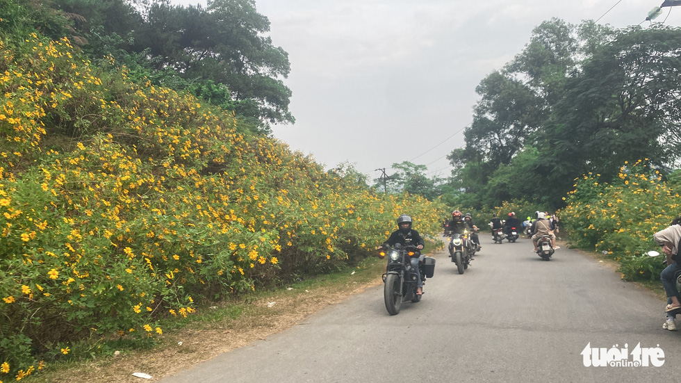 Motorbikes on a wild sunflower-covered path. Photo: Ha Quan/Tuoi Tre