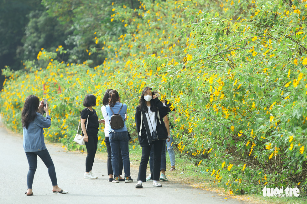 A path lined with wild sunflowers attracts many people. Photo: Ha Quan/ Tuoi Tre