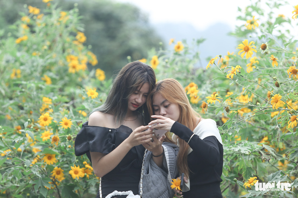 Two young ladies check the photos they have taken with wild sunflowers. Photo: Ha Quan/ Tuoi Tre