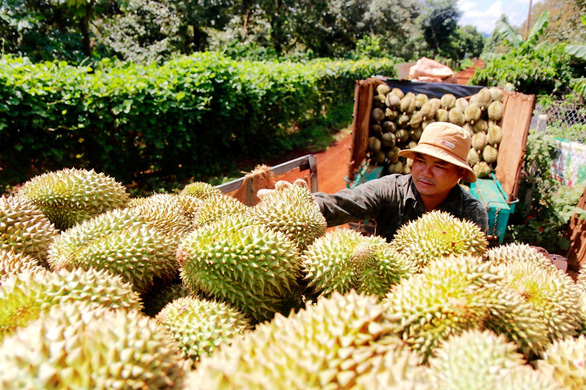 A farmer in Krong Pak District, Dak Lak Province harvests durians for export. Photo: The The / Tuoi Tre