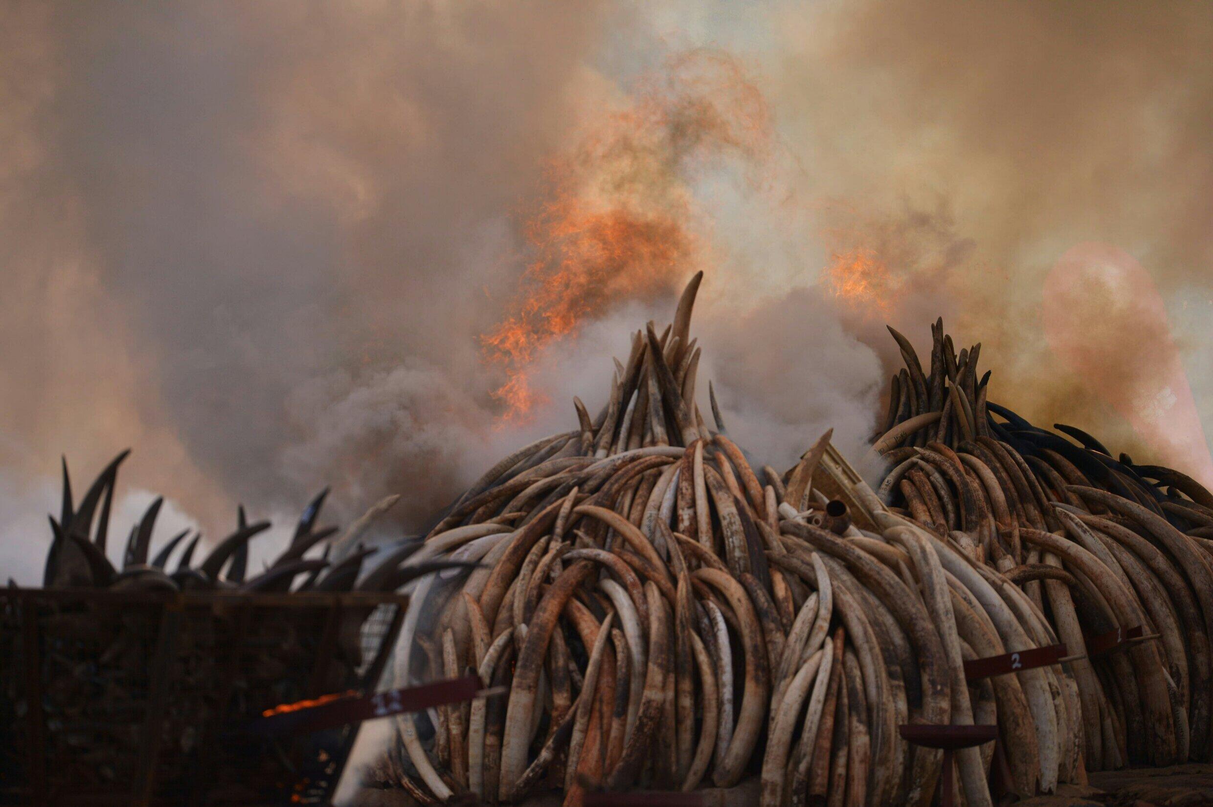 Stacks of ivory and rhinoceros horns burn in Kenya in the world's biggest ivory bonfire in 2016. Photo: AFP