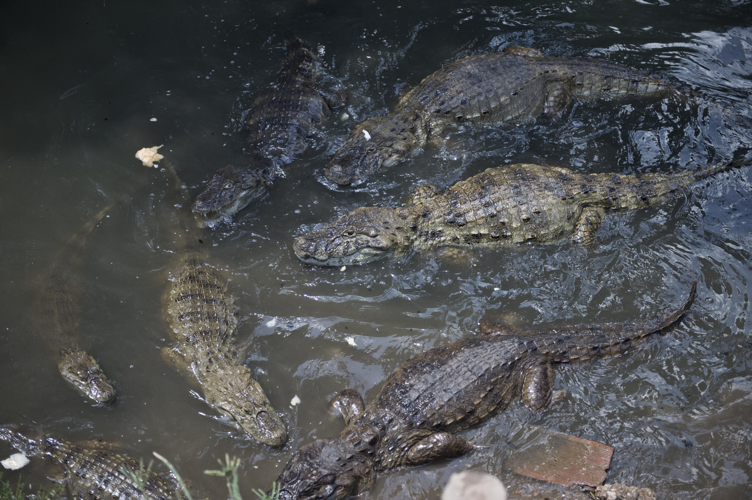 Several broad-snouted caimans (Caiman latirostris) swim in a ditch that goes through the built-up area in the Tereirao shantytown in Recredo dos Bandeirantes, western Rio de Janeiro, Brazil on January 29, 2015. Photo: AFP