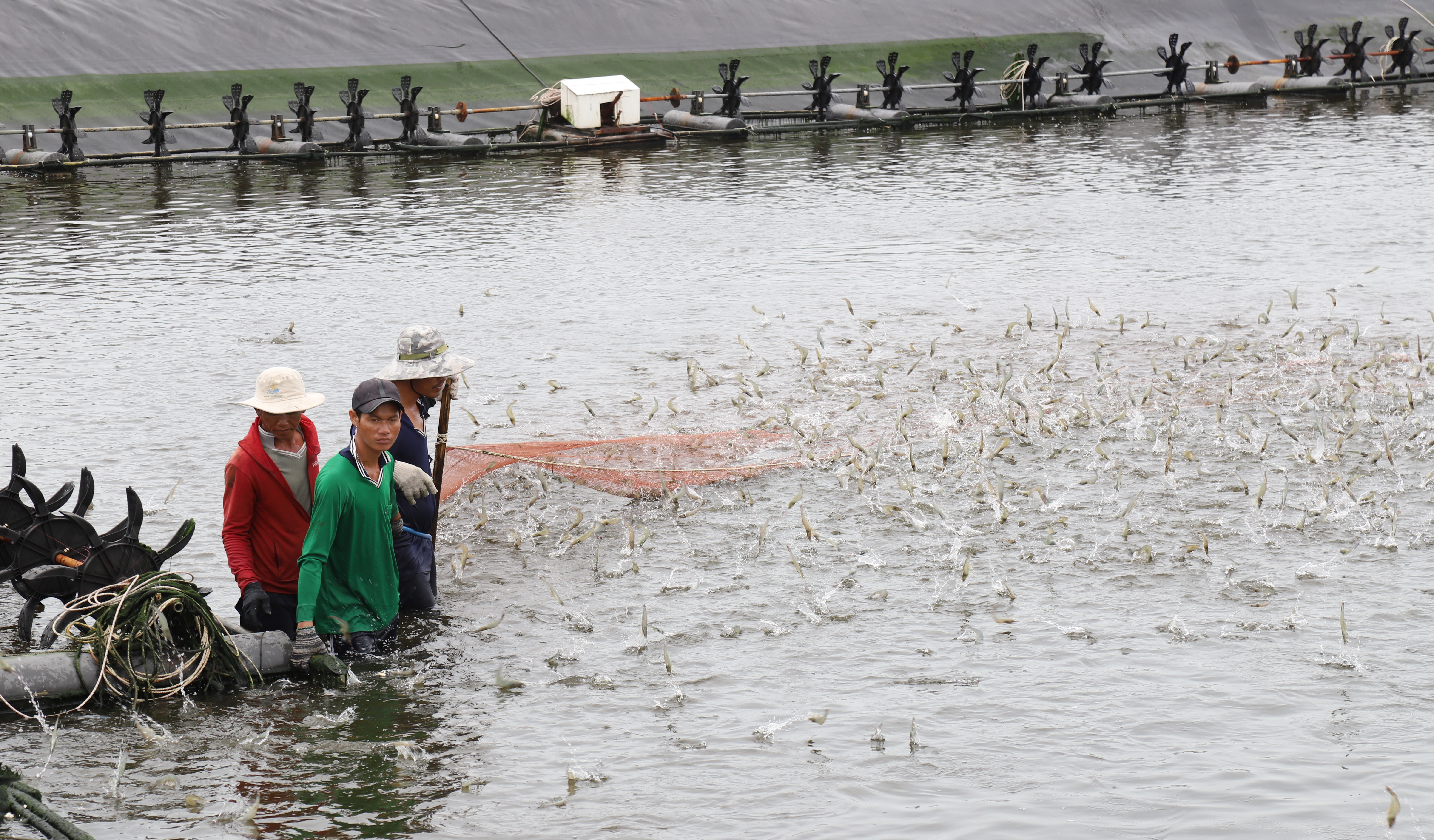 Vietnam’s seafood export reaches $10bn for first time