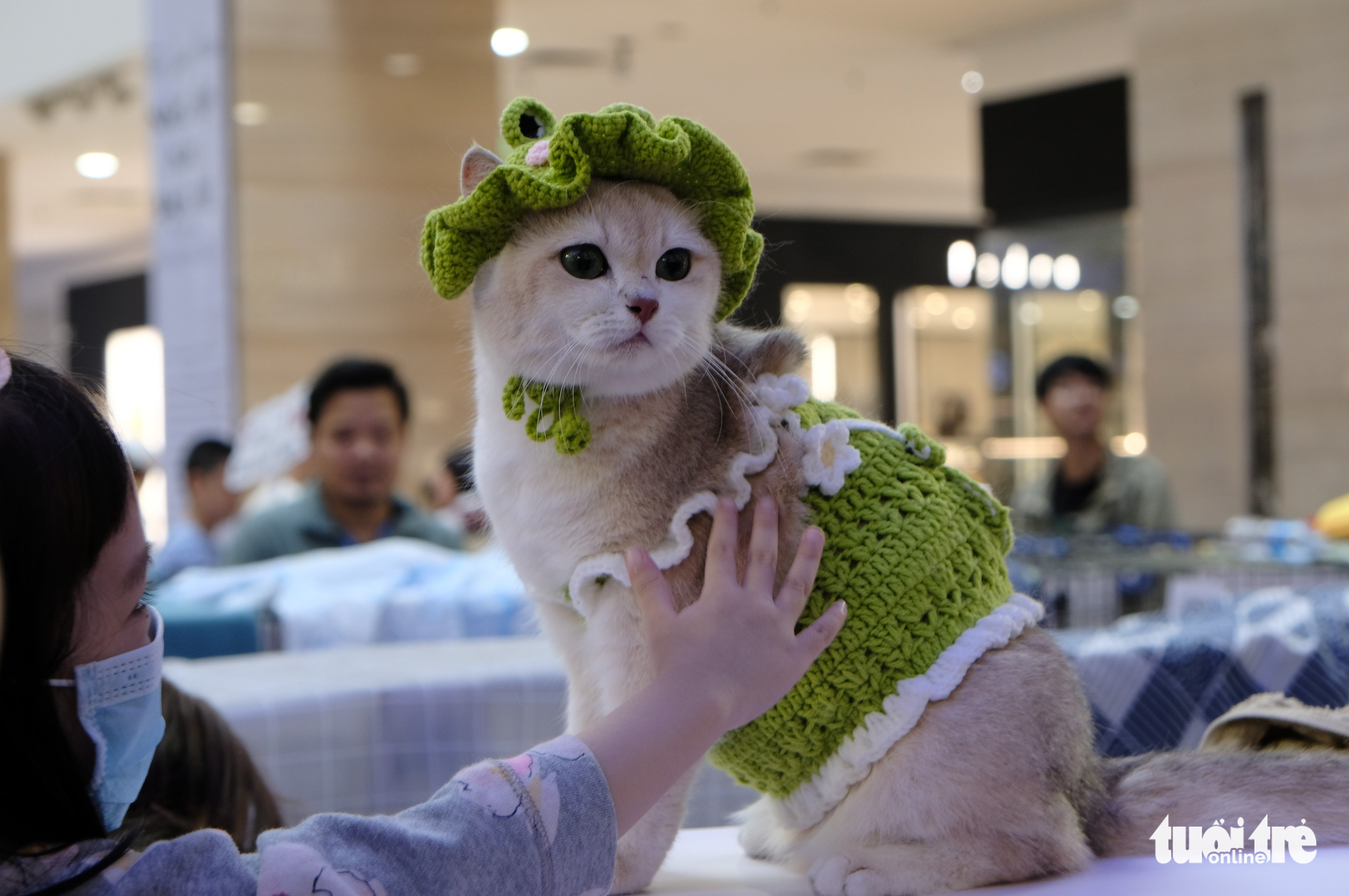 Over 100 cats compete at Hanoi beauty pageant