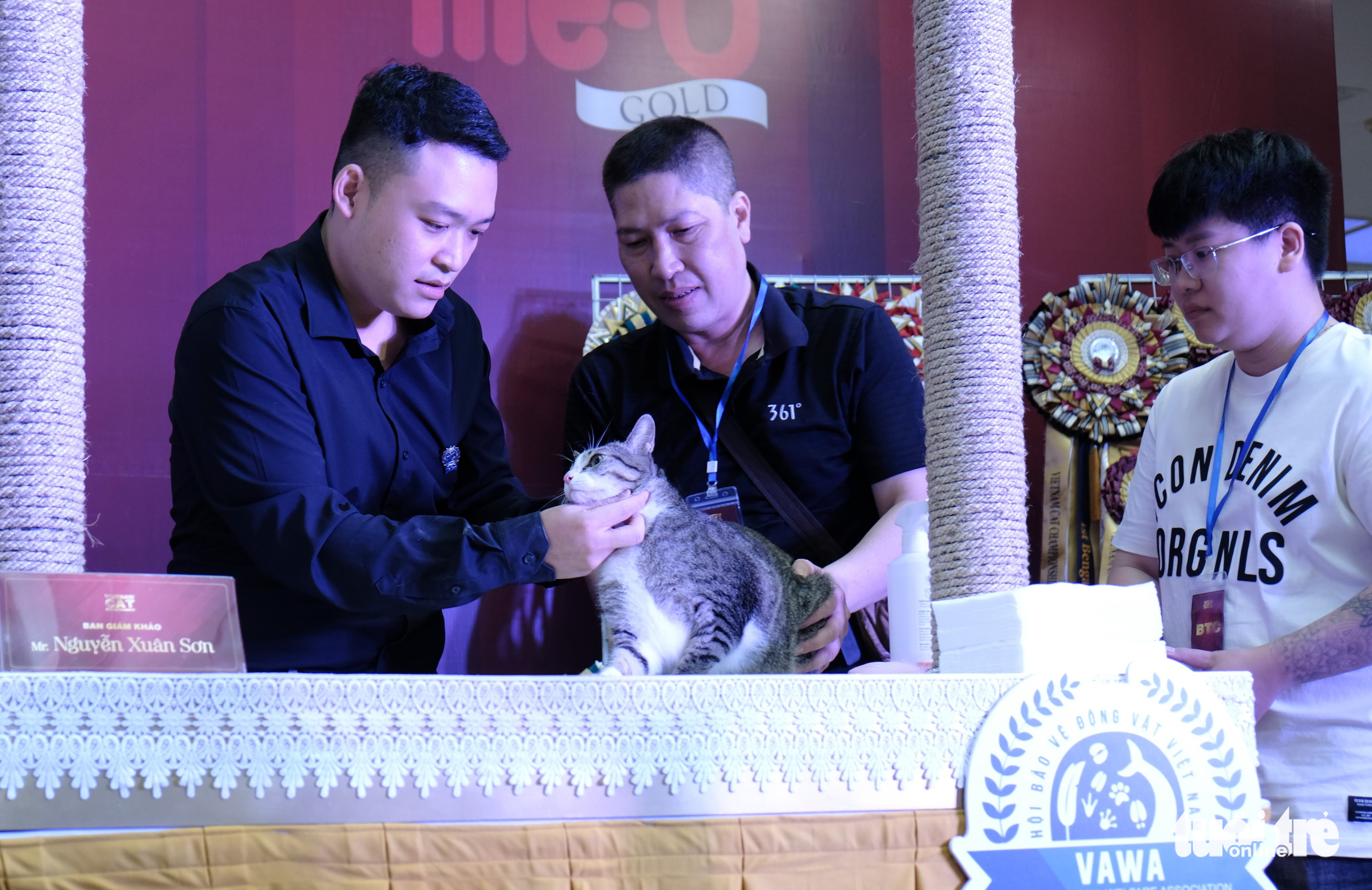 The judges evaluate a cat at the Vietnam cat championship in Hanoi, November 27, 2022. Photo: Lam Ngoc / Tuoi Tre