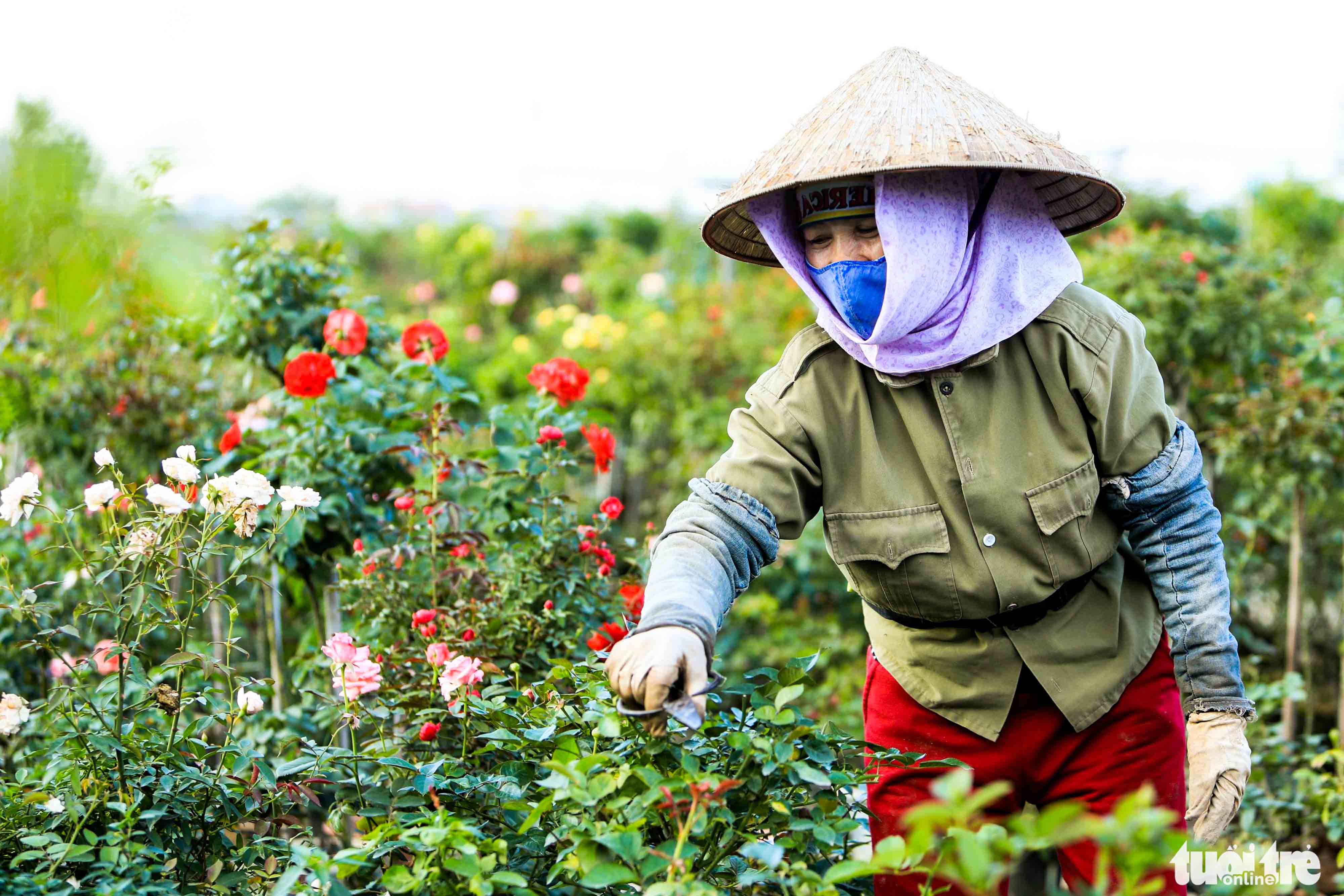 Nguyen Thi Tam works in her rose field at Me Linh flower village in Me Linh District, Hanoi. Photo: Danh Khang / Tuoi Tre