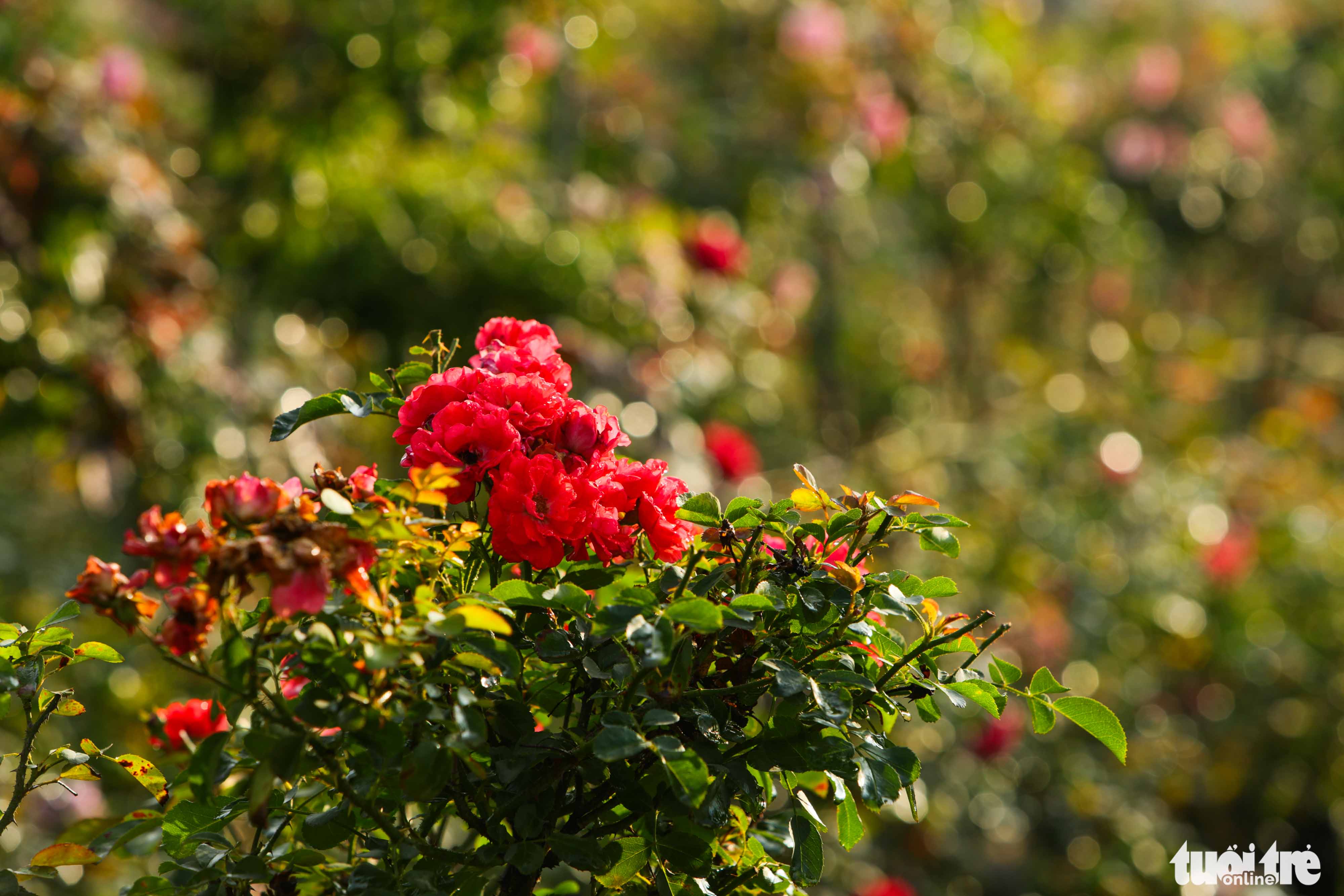 Roses are grown at Me Linh flower village in Me Linh District, Hanoi. Photo: Danh Khang / Tuoi Tre