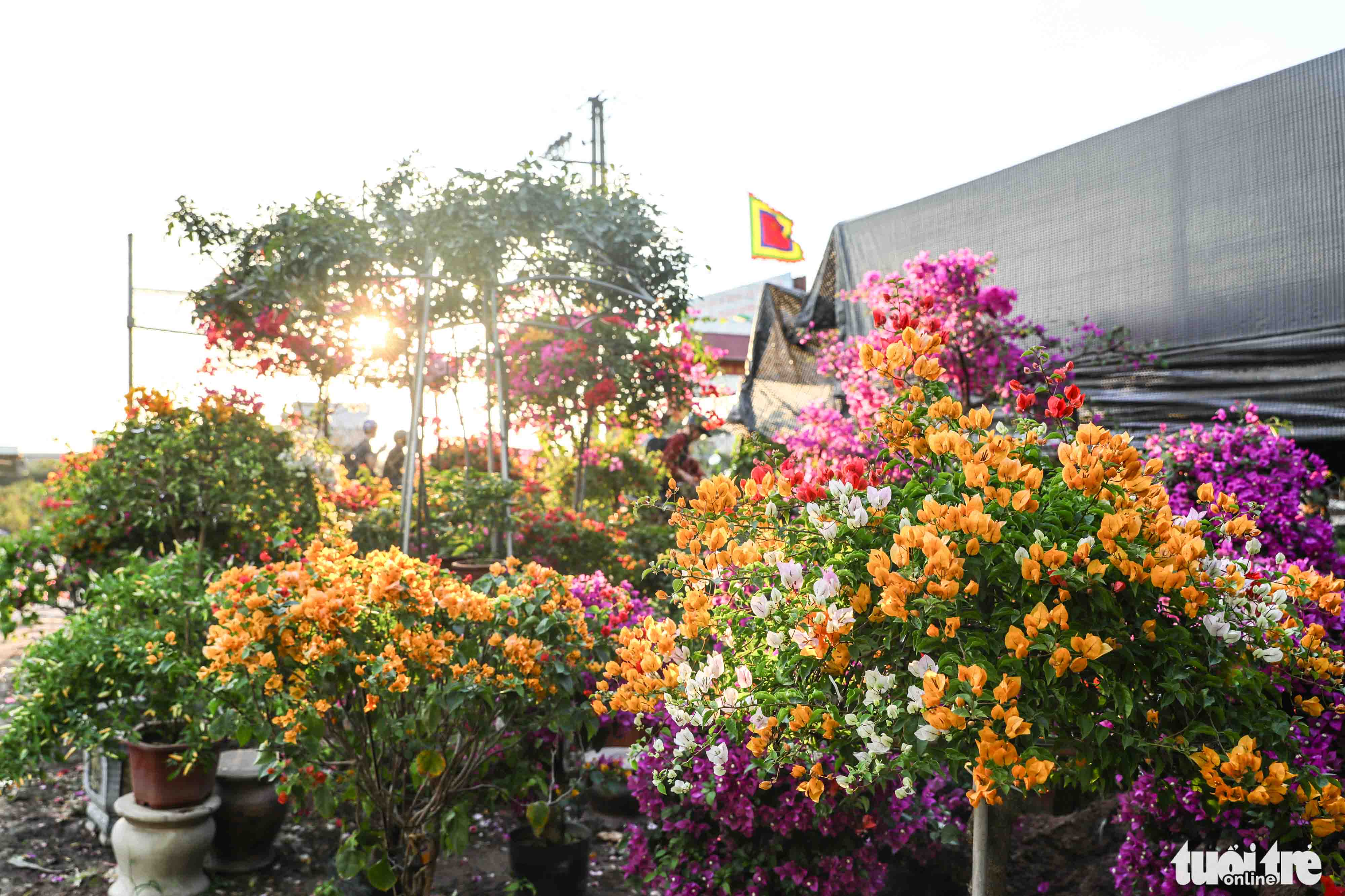 Bougainvillea are grown at Me Linh flower village in Me Linh District, Hanoi. Photo: Danh Khang / Tuoi Tre