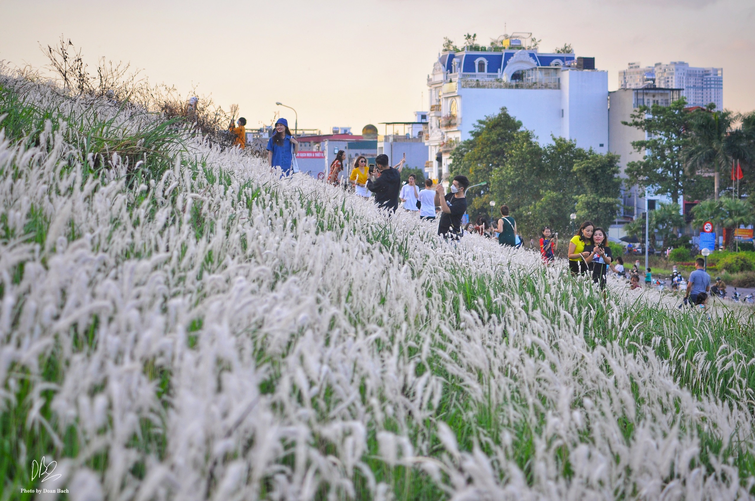 People take pictures at a white reed field on the embankment along the Red River section in Long Bien District, Hanoi, November 28, 2022. Photo: Doan Bach / Tuoi Tre