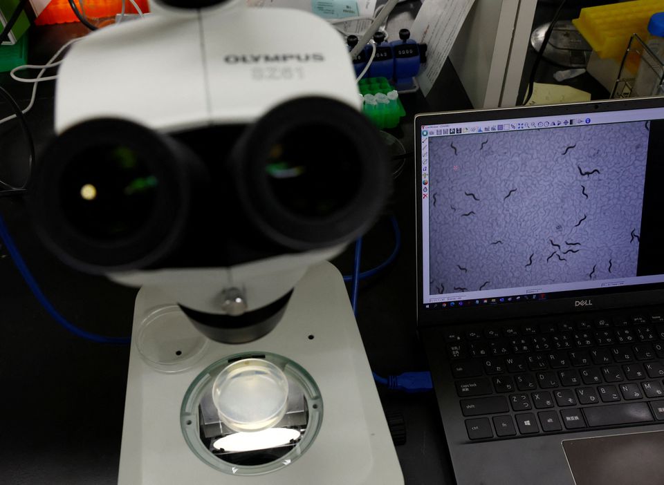 Nematodes are seen on a monitor connected to a microscope during a photo opportunity at the lab of Hirotsu Bio Science in Fujisawa, Kanagawa Prefecture, Japan November 28, 2022. Photo: Reuters