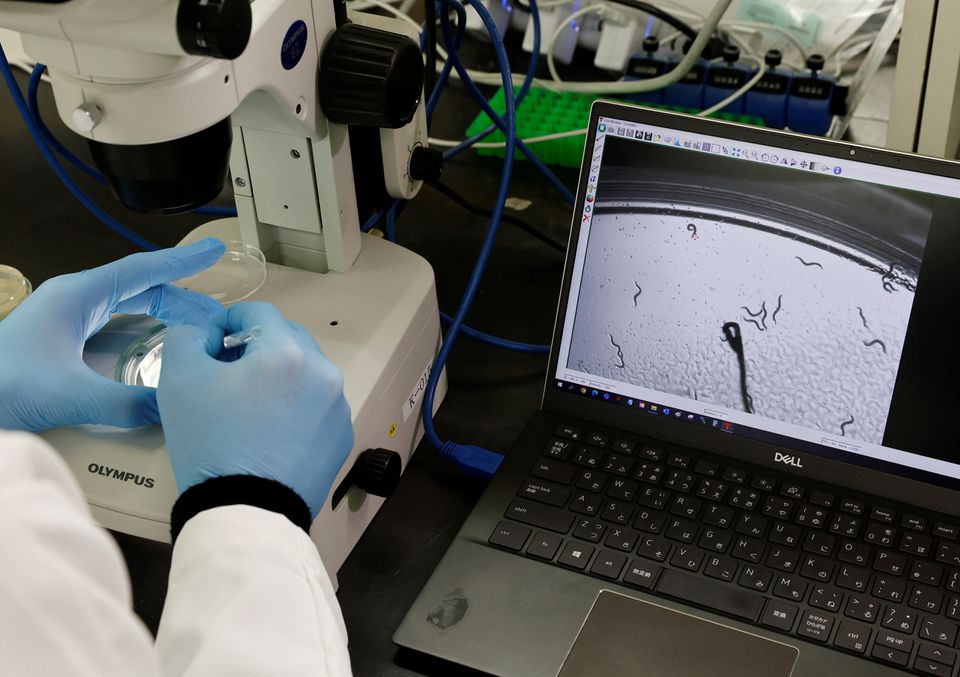 Hirotsu Bio Science Chief Technical Officer Eric Di Luccio examines nematodes in a petri dish during a photo opportunity at the company's lab in Fujisawa, Kanagawa Prefecture, Japan November 28, 2022. Photo: Reuters