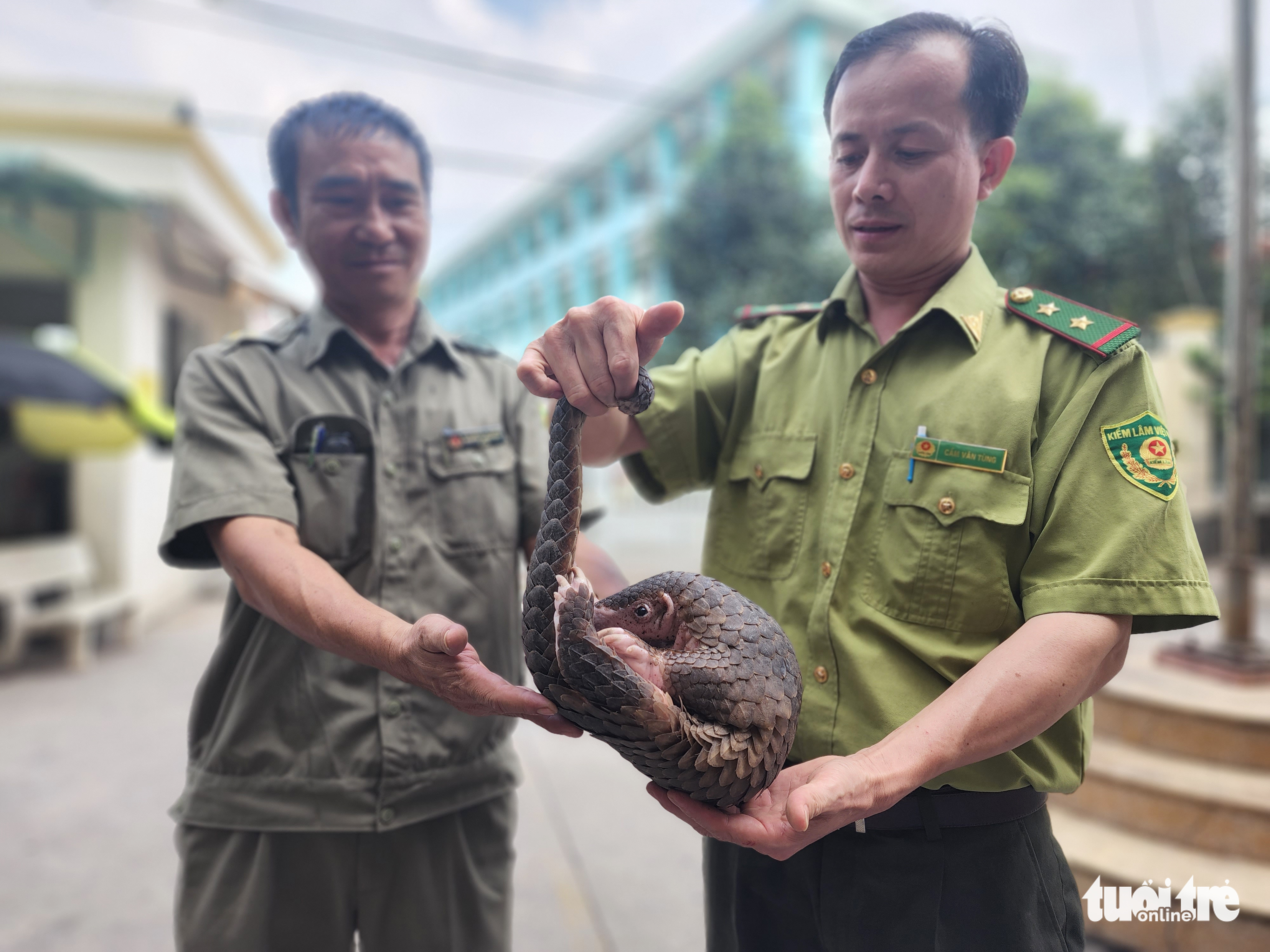 Pangolin found looking for food in Ho Chi Minh City alley