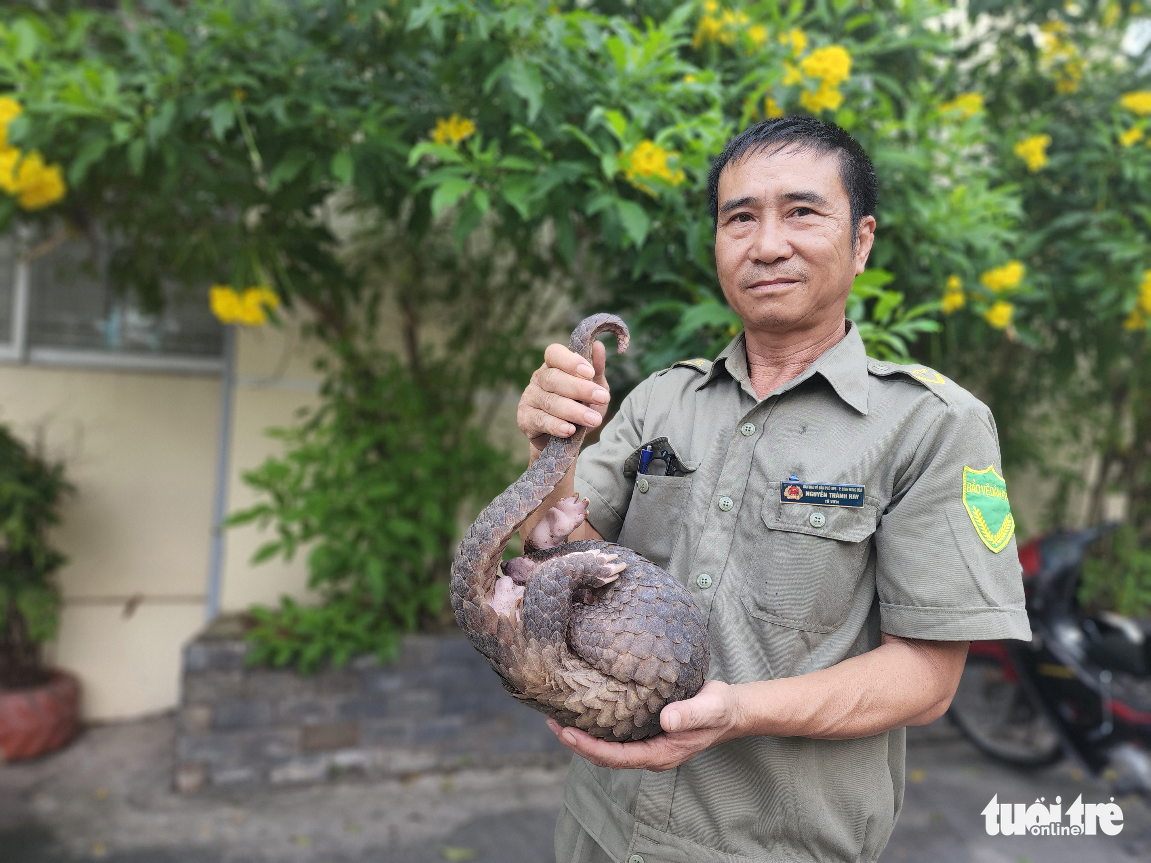 Nguyen Thanh Hay holds the pangolin he found in an alley in Ho Chi Minh City, November 30, 2022. Photo: Ngoc Khai / Tuoi Tre