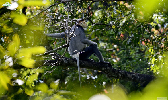 More endangered gray-shanked douc langurs found in central Vietnam