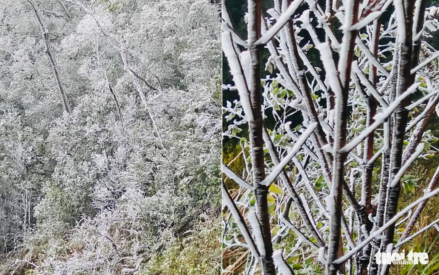 Frost covers trees in Ky Son District, Nghe An Province, Vietnam, December 18, 2022. Photo: N.Thang / Tuoi Tre