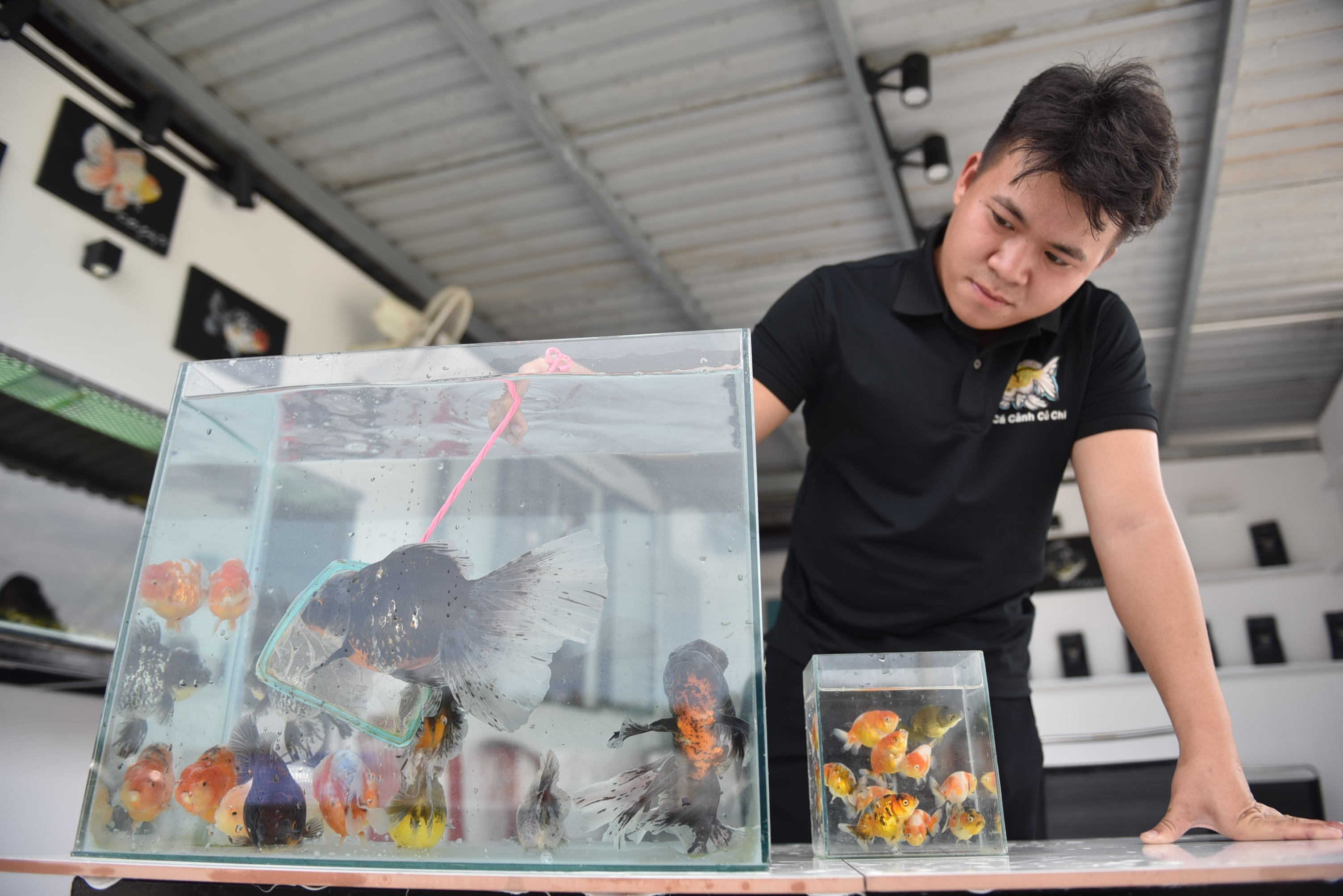 Tran Quoc Dat cares for goldfish in Cu Chi District, Ho Chi Minh City. Photo: Ngoc Phuong / Tuoi Tre News