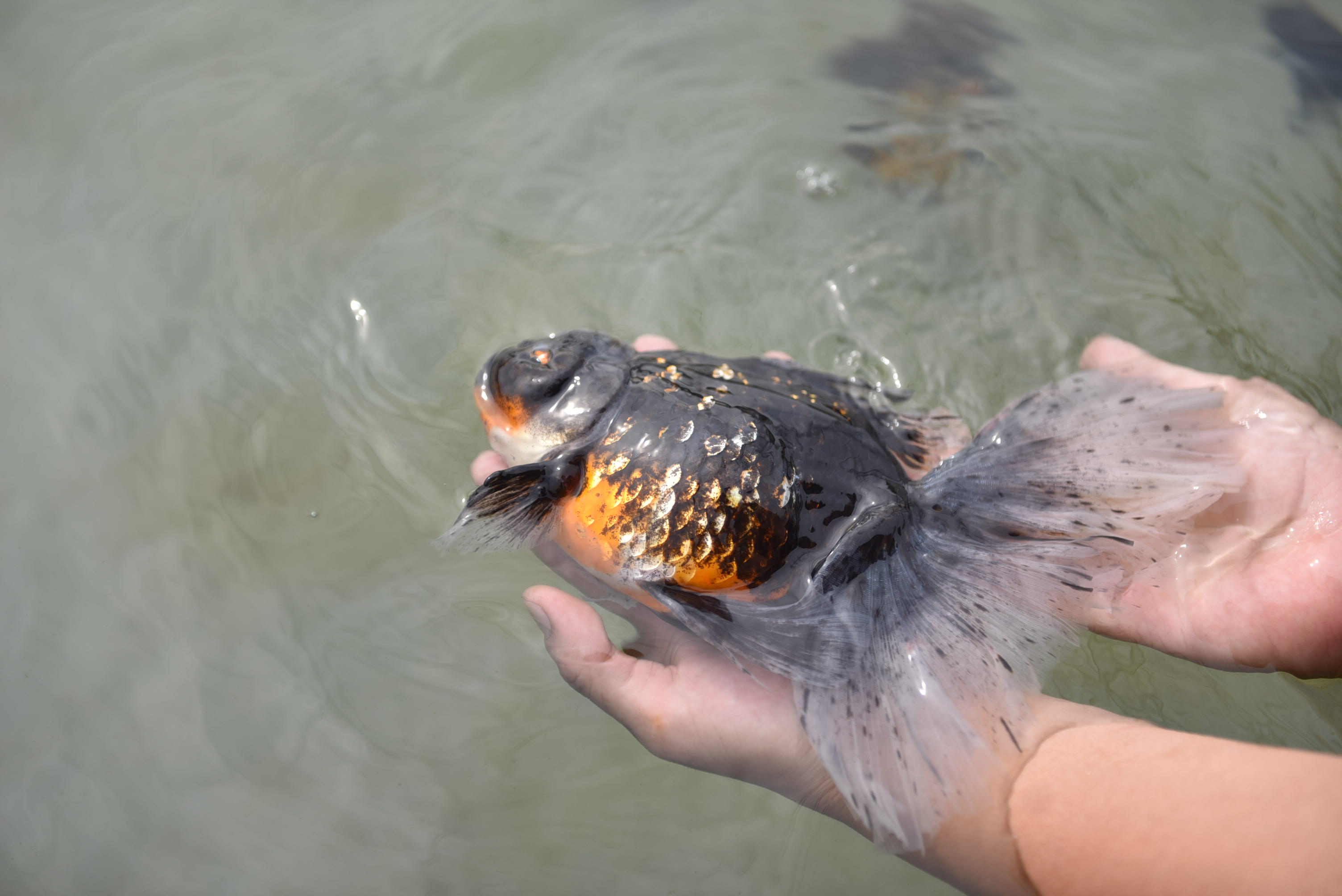 Tran Quoc Dat’s Oranda goldfish can sell for up to VND10 million (US$422.83). Photo: Ngoc Phuong / Tuoi Tre News